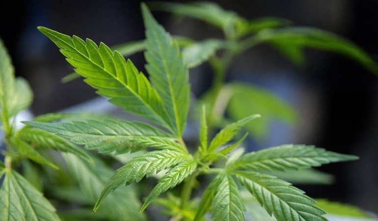 Zbulohet plantacioni i drogës në Belgjikë/ DY shqiptarët ishin fshehur në garazh dhe…