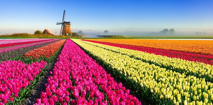 Holanda do të presë festivalin e tulipanëve si “vepra arti” (FOTO)