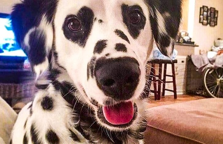20 foto që do ju largojnë stresin (FOTO)