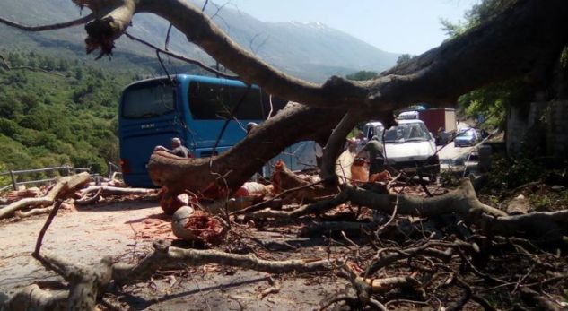Pema shumë vjeçare në Tepelenë “jep shpirt”. Shkak u bë… (FOTO)