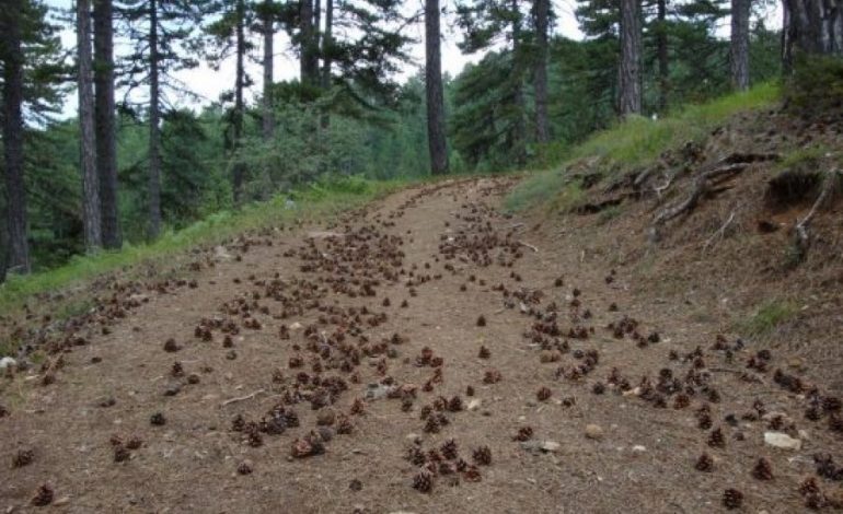 “SKENAR HOLLIVUDI”/ Zbardhet rrëmbimi i 37 vjeçarit nga Berati: Më çuan në PYLL dhe aty…