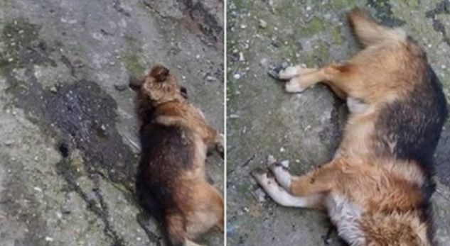 PAMJE TE RENDA/ I hëngri një pulë, korçari masakron me shkop qenin (VIDEO)