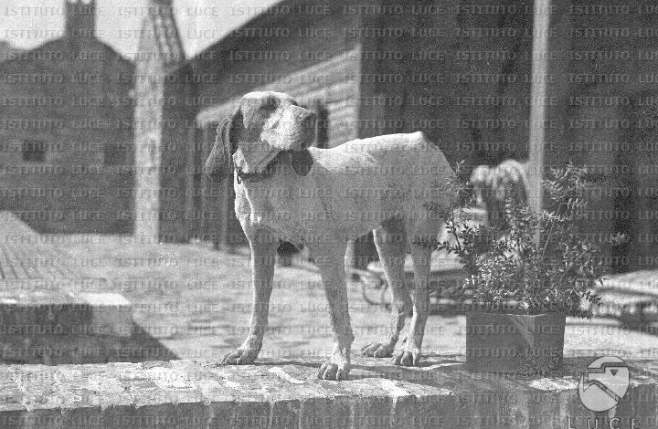 Fotot e rralla të arkivës italiane, si ishte Hoteli i Gjuetisë në Lezhë në vitin 1942!