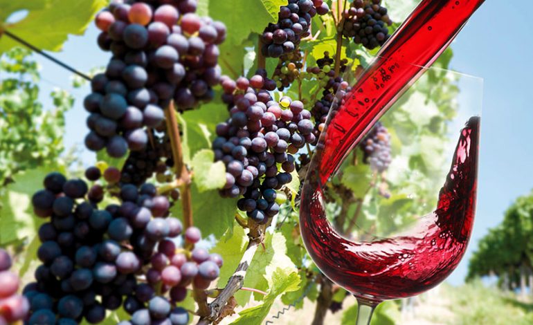 Moti i keq ul prodhimin e verës në botë, por rritet konsumi. Shteti që pi më shumë