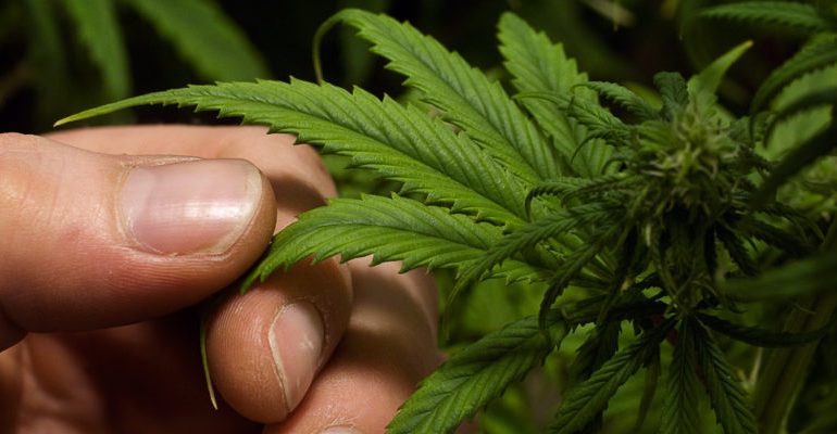 GODITET BANDA/ Sekuestrohen 132 kg Kanabis sativa, ja çfarë u gjeti policia të arrestuarëve (EMRAT)