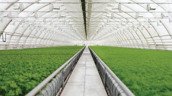 Italiani i dashuruar me Shqipërinë, tregon për investimin e tij. Aktualisht importohen nga Holanda…