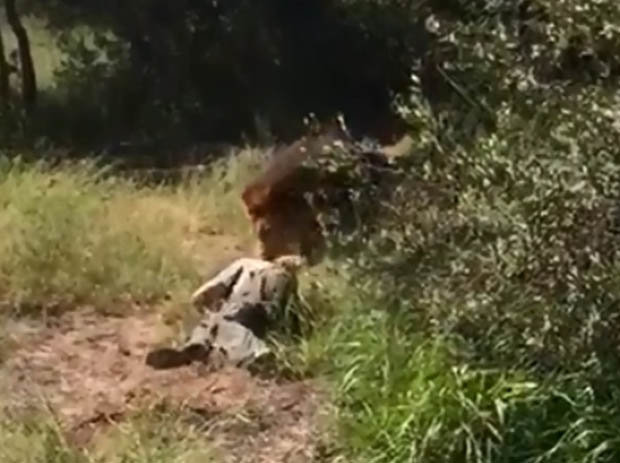 Futet në kafaz, luani i hidhet në fyt (Kujdes! Pamje të rënda)