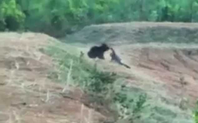 Tentoi të bënte një selfie me ariun, vdes taksisti (VIDEO)