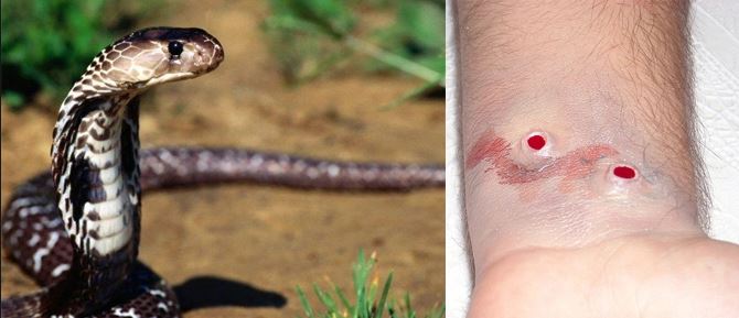 I nxehti “ZGJON” zvarranikët dhe insektet në Fier, 12 raste pickimi në një muaj
