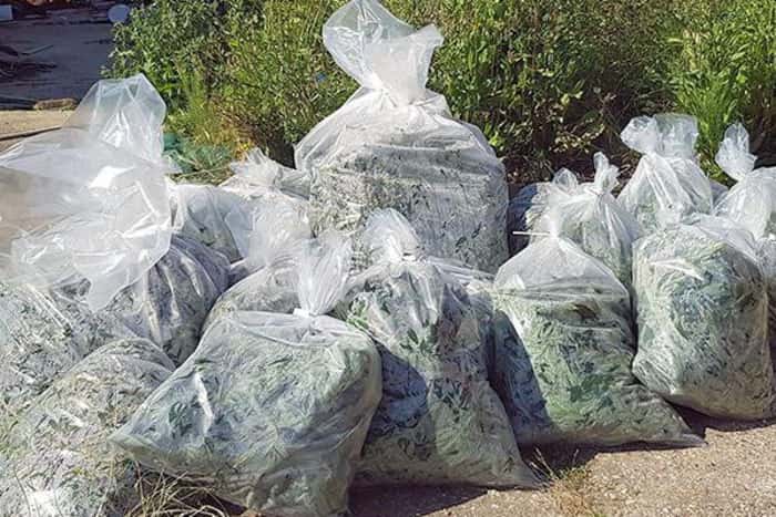 480.000 PAUND KANABIS/ Si u tradhëtuan DY SHQIPTARËT, nga “ERA E KEQE”. Kishin hyrë…