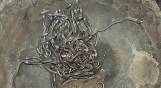 E PABESUESHME/ Tmerr në një shtëpi, gjenden mbi 100 gjarpërinj (VIDEO)