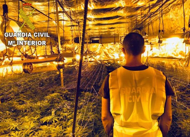 MBILLNIN KANABIS NË MAGAZINË/ Zbulohet plantacioni i drogës në Spanjë. 3 SHQIPTARËT …