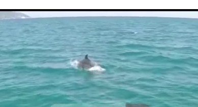 Delfini argëton turistët në Vlorë, shoqëron anijen deri në ishullin e Sazanit (VIDEO)