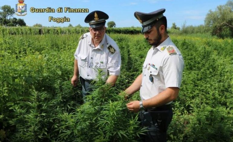 DROGE ME VLERE 2 MILIONE EURO/ Shqiptari ngre parcelën me kanabis në Itali por policia i bën “gjëmën” kur…