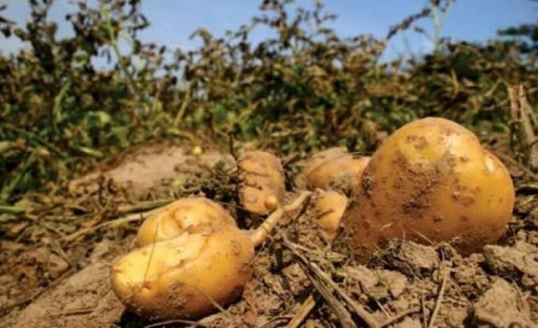 NDODH NE DIBER/ Nuk i del e keqja me komshiun, shkon i shkatërron AREN ME PATATE bashkëfshatari