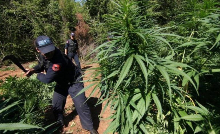 TRE TE ARRESTUAR dhe qindra kilogramë KANABIS. Policia ka filluar sezonin e korrjes, në Vlorë…