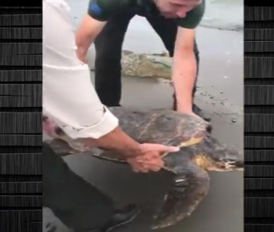 E pazakontë në Shëngjin, një breshkë 45 kg del në breg (PAMJET)