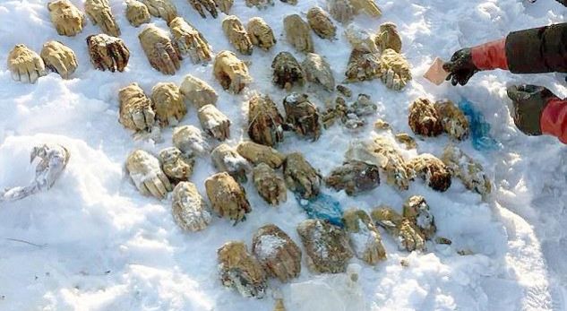 Misteri i qeses me 27 duar të prera ka shokuar banorët e këtij rajoni