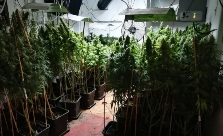 270 RRËNJË KANABISI/ Policia e Shkodrës zbulon parcelën me drogë. U gjendën tek…