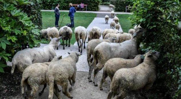 Kope delesh “mësyjnë” Parisin, arsyeja do t’ju çudisë