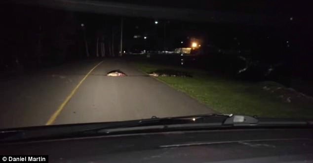 VIDEO QE PUSHTOI RRJETIN/ Krokodili 3 metra zapton autostradën dhe shqyen…
