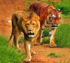 Luanë, tigra dhe jaguarë ia mbathin nga kopshti zoologjik në Gjermani