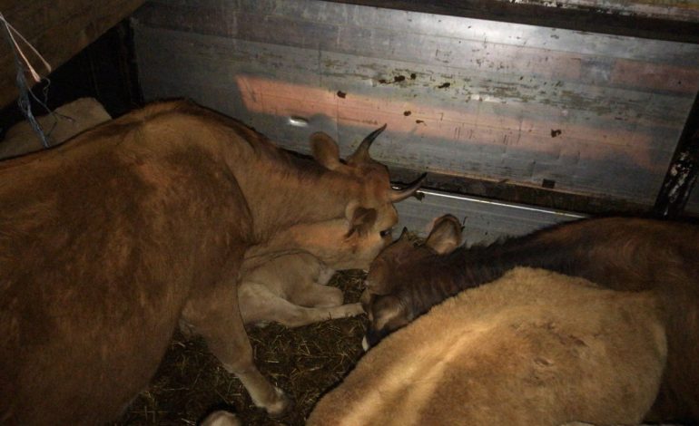 RIKTHEHEN hajdutët e lopëve. Blegtorët e Bulqizës në alarm, tre familje…
