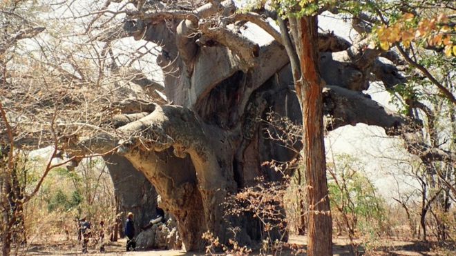 Shkencëtarët tronditen nga tharja misterioze e pemës së lashtë (FOTO)