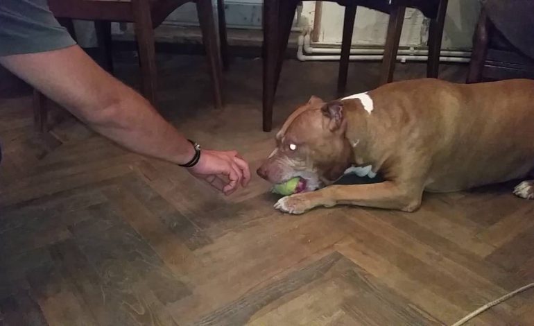 Të miturin e kafshon pitbulli tek “Pazari i Ri”, babai: T’i mbrojmë fëmijët me armë apo… (VIDEO+FOTO)