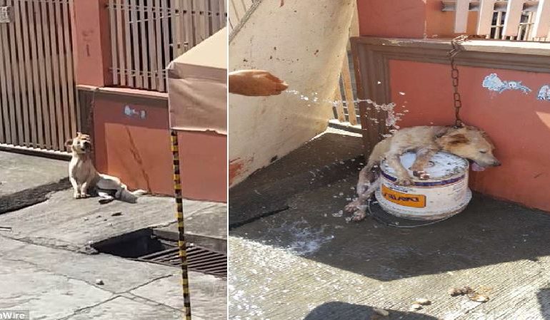 VIDEO/ Qeni lihet i varur në mes të diellit të nxehtë. Asnjë NUK ikën ta ndihmojë