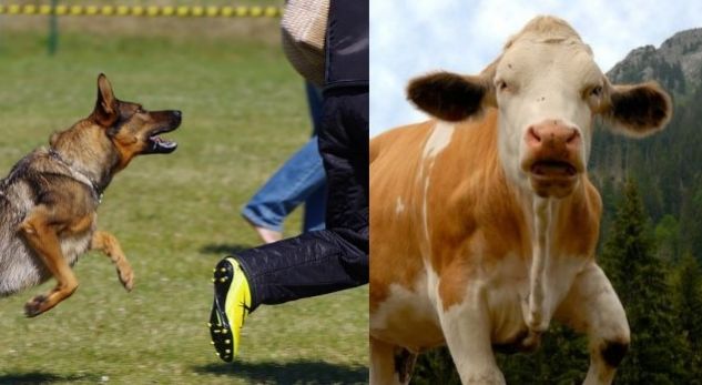 NDODH NË TIRANË/ Kafshët “sulmojnë”! Qeni dhe lopa bëjnë për SPITAL dy qytetarë që…