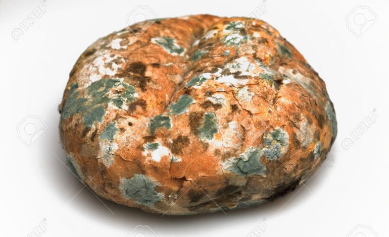 Zbulohet misteri i recetës së bukës më të vjetër në botë, 14 mijë vite e vjetër