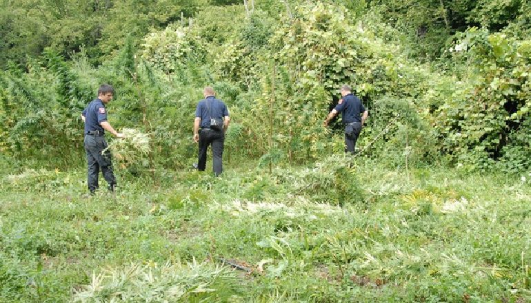 PËRMET/ Asgjësohen një mijë rrënjë kanabis, arrestohen dy kultivuesit