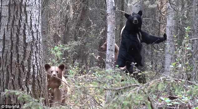 MOMENTE TMERRI/ Po filmonte nënën me këlyshët e saj, gjuetarit i vërsulet ariu dhe… (VIDEO)