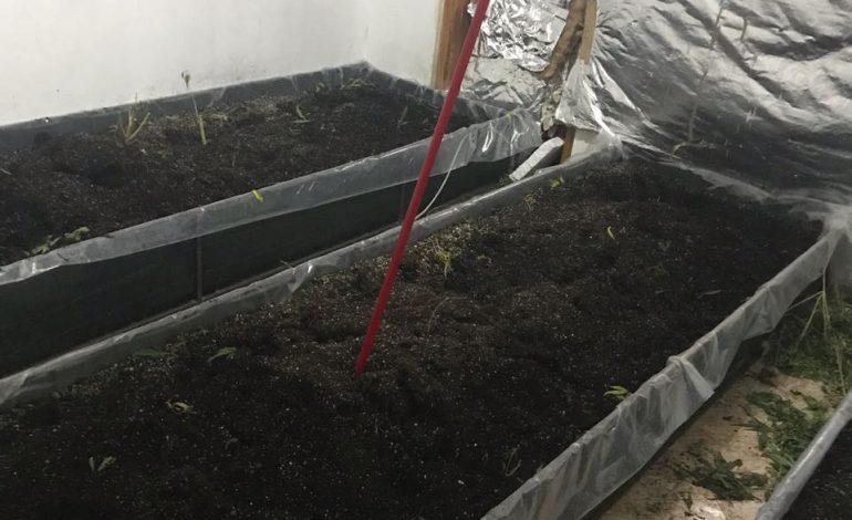 BANESA ME QIRA SI LABORATOR KANABISI/ Si u kap 25 vjeçari nga Durrësi pas… (EMRI)