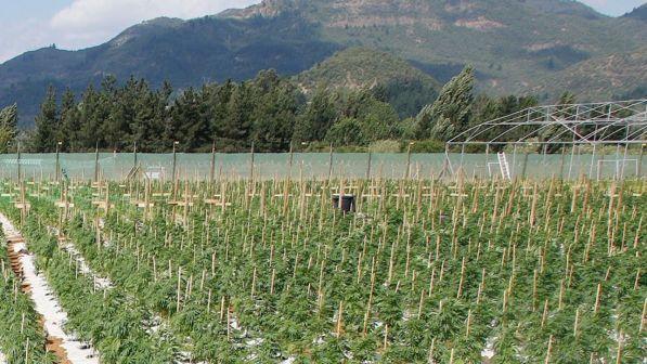 Zbulohen tre plantacione me kanabis në pronësi të “Ndragheta”, vlera shkon mbi 20 milionë euro
