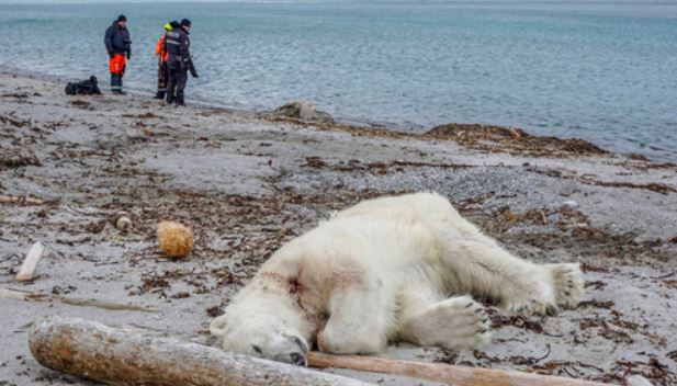 Qëllohet për vdekje ariu polar, sulmoi një roje anijesh që po…