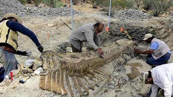 Zbulohet fosili 174 milionë-vjeçar i një dinozauri