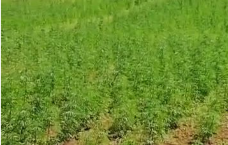 Qytetari nxjerr blof Berishën: I çova bahçen time në Itali, e nxorri si kanabis të Xhafajt në Shqipëri (VIDEO)