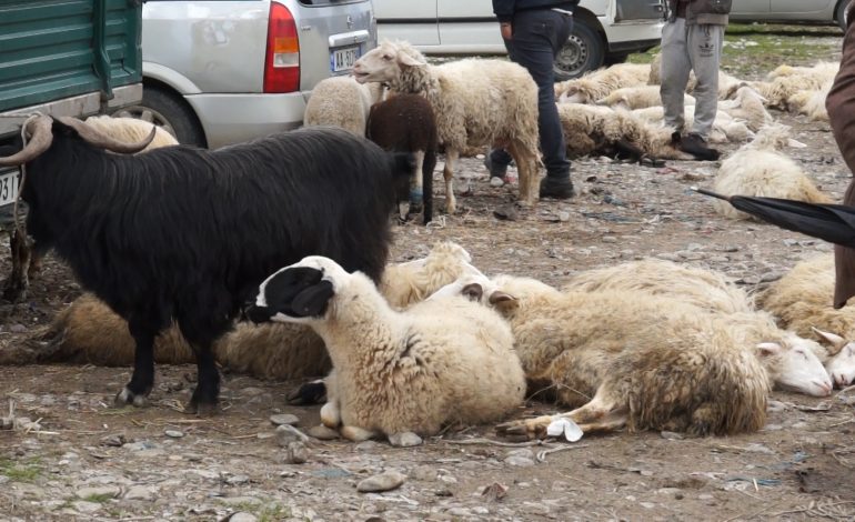 Nuk kishin kushte të përshtatshme, mbyllen tregjet e bagëtive në Peqin e Gramsh