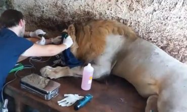 Vaksinohet një nga luanët që gjenden në Shqipëri, problem mbipesha
