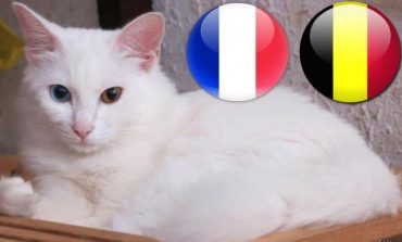 Macja e Botërorit parashikon fituesin në Francë - Belgjikë (VIDEO)