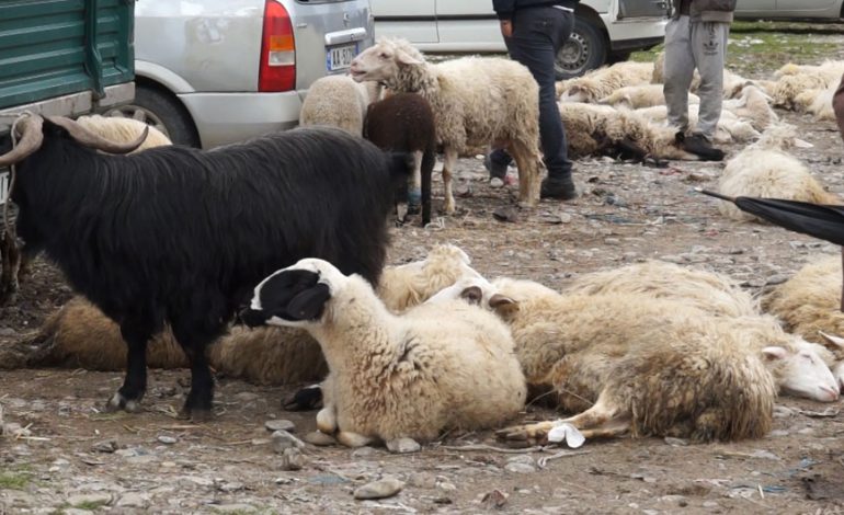 KUSHTET JASHTË STANDARTEVE/ Elbasani mbyll tregjet e fshatarëve: Higjena…