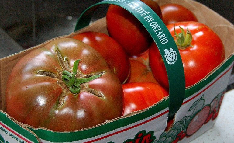 BLLOKOHET DËRGESA E DOMATEVE NGA SHQIPËRIA/ Dogana greke: Janë të prishura dhe jashtë…