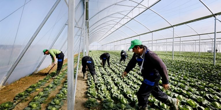 Surpriza e bujqësisë, rekord i kredisë së re për muajin qershor