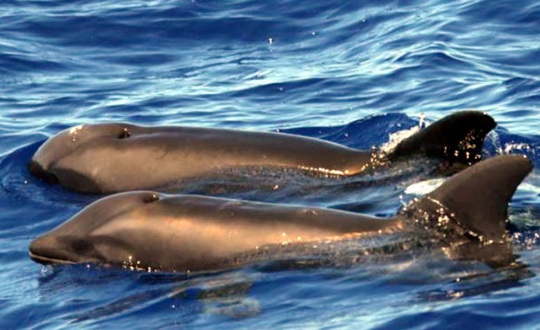 Zbulohet specie e re: gjysmë balenë, gjysmë delfin