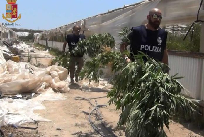 MBILLNIN MARIJUANË NË SERA DOMATESH/ DY shqiptarët që u kapën nga policia italiane. Kishin kohë që…
