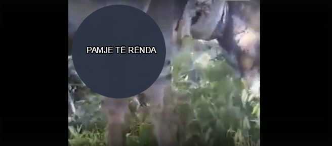 PAMJE TË RËNDA/ Ujqërit zbresin në shtëpitë e fshatit. Copëtojnë gomarin brenda në… (VIDEO)