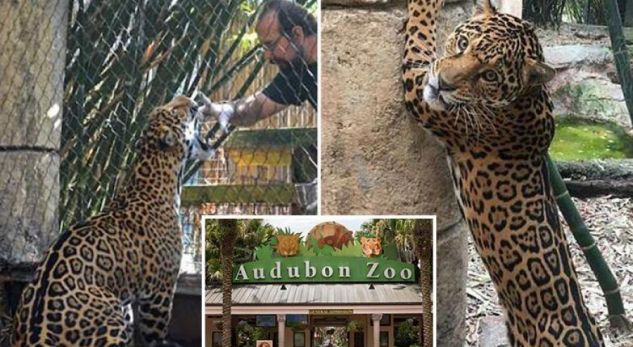 Xhaguari aratiste nga Kopshti Zoologjik, shkakton një masakër të vërtetë