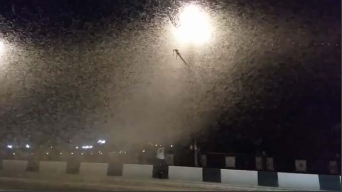 PAMJET E TMERRSHME/ Qyteti në Bjellorusi PUSHTOHET nga insektet. Skena duket si një film…
